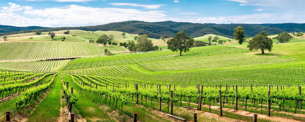 Barossa, Australia vineyard